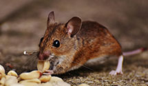 Find Exterminators in Umatilla County